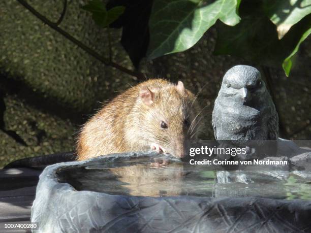 Dutch Water Rats 22 Black Water Rat Stock Photos, High-Res Pictures, and Images - Getty ...
