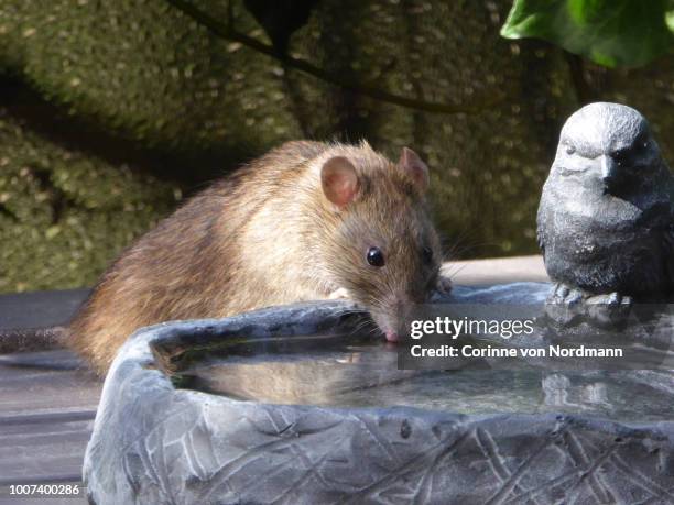 Dutch Water Rats 22 Black Water Rat Stock Photos, High-Res Pictures, and Images - Getty ...