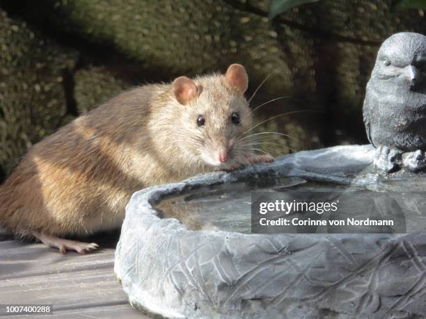 Dutch Water Rats 22 Black Water Rat Stock Photos, High-Res Pictures, and Images - Getty ...
