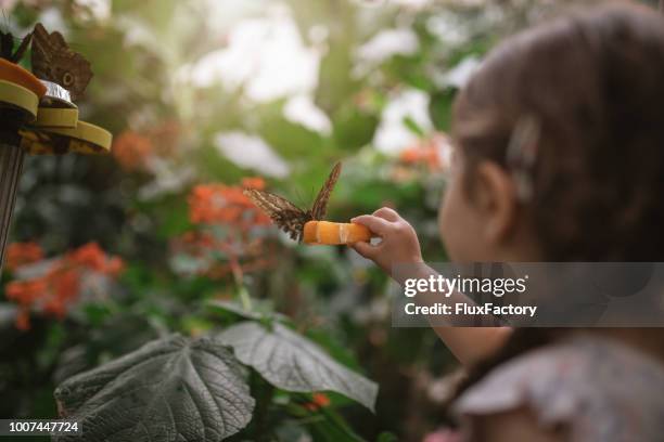 butterfly on a orange slice - jungle green stock pictures, royalty-free photos & images