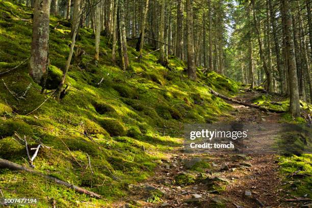 weg in einem grünen wald - moss stock-fotos und bilder