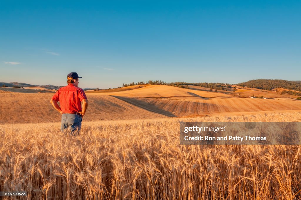Washington farmer looks at wheat vista (P)