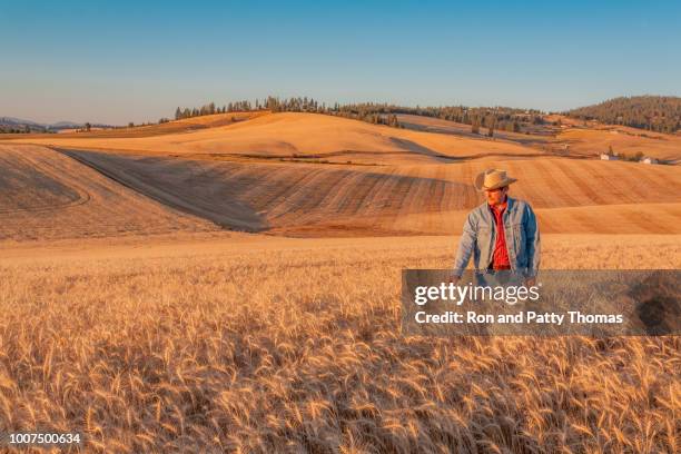washington farmer holds wheat in field (p) - palouse stock pictures, royalty-free photos & images