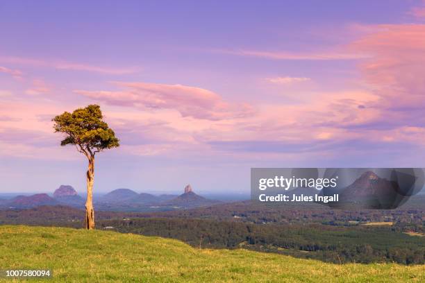 one tree hill - sunshine coast australia stock pictures, royalty-free photos & images