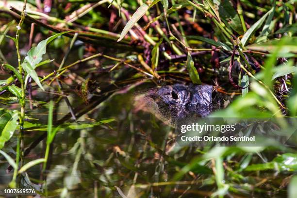 "Mama" alligator guards her nest and keeps a close eye on our tour group while on the waters of Lake Tohopekaliga on Wednesday, July 3, 2018.