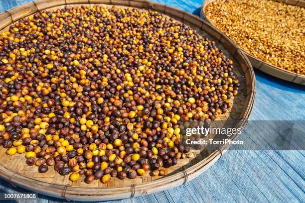 drying raw coffee beans at farm, chiang mai, thailand - palm civet stock pictures, royalty-free photos & images