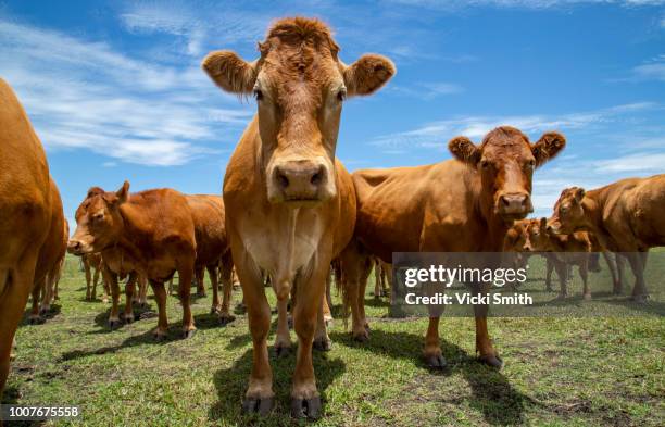 beef cattle - australian pasture stock pictures, royalty-free photos & images