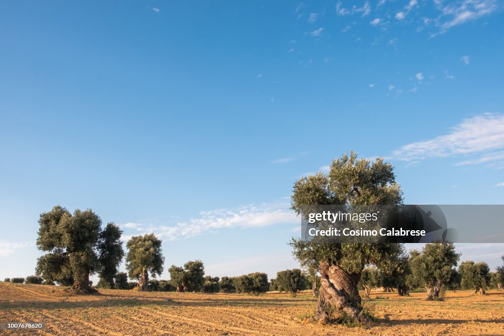 Olive grove in Apulia