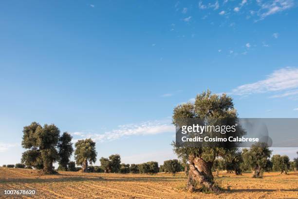 olive grove in apulia - extra virgin olive oil stock pictures, royalty-free photos & images