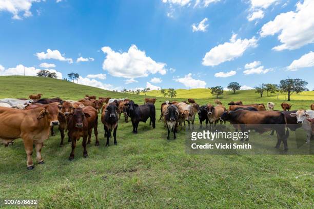 beef cattle - biffkor bildbanksfoton och bilder