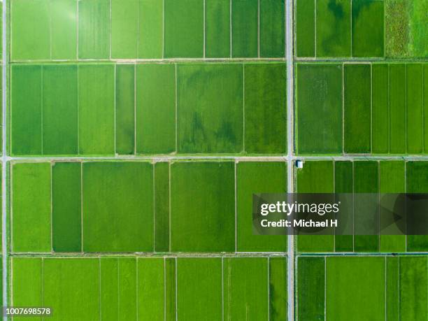 a rice field spreads in a vast land - paisajes de japon fotografías e imágenes de stock