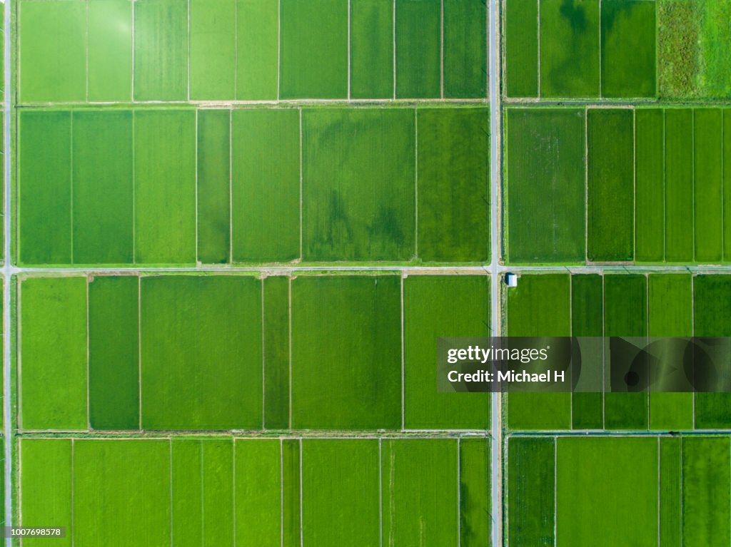 A rice field spreads in a vast land