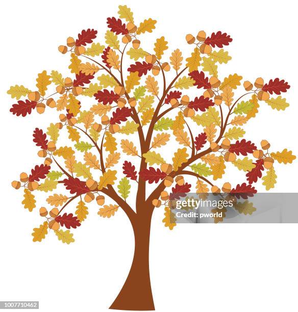 acorn tree . - beech tree stock illustrations