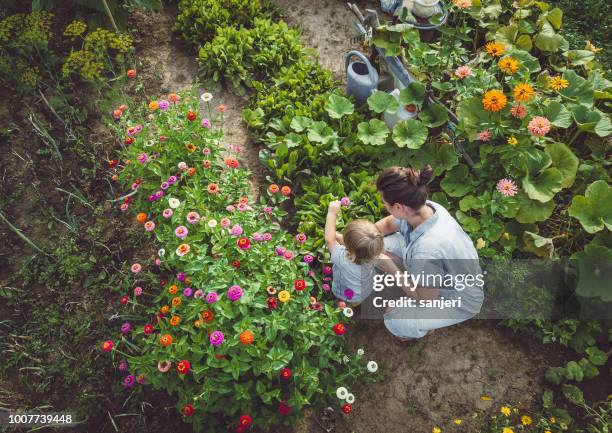 femme avec fils dans un jardin cultivé - legume vert photos et images de collection