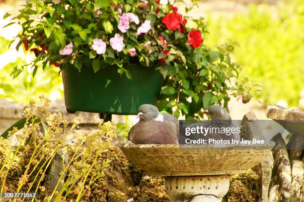 two birds in a bath! - pigeon stock pictures, royalty-free photos & images