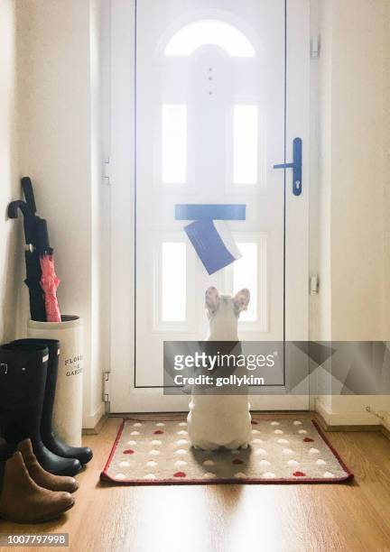 french bulldog puppy staring at the mail came through the mail slot on the front door of an english home, england - welcome mat stock pictures, royalty-free photos & images