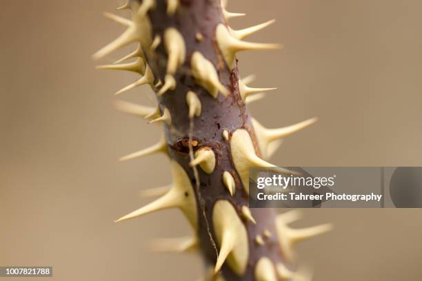 thorns on stem - pique photos et images de collection