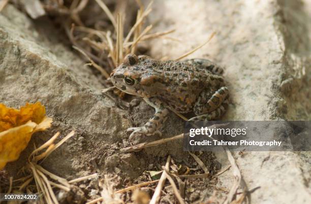 batura toad - common toad stock pictures, royalty-free photos & images