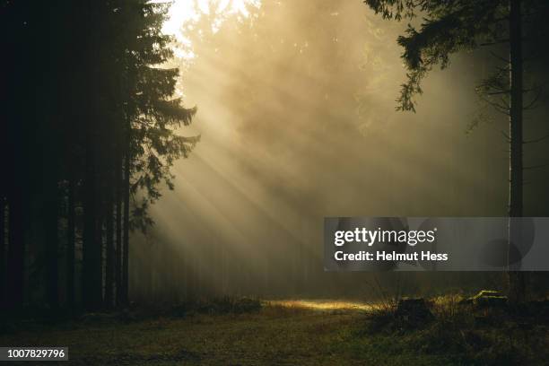14,870 Sunlight Streaming Through Trees In A Misty Forest Stock Photos ...