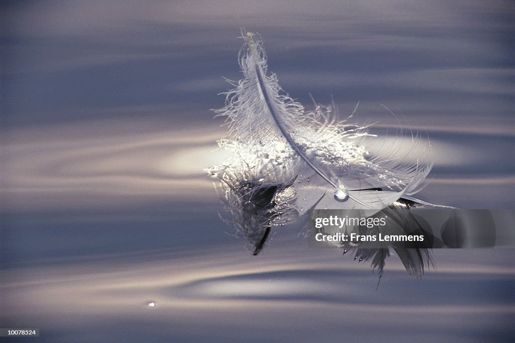 MUTE SWAN FEATHER