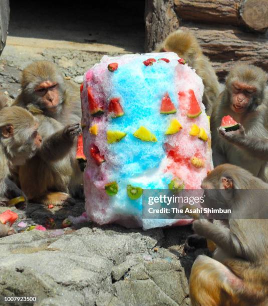 Rhesus macaques gather around shaved ice containing fruits as heat wave continues at Tokuyama Zoo on July 28, 2018 in Shunan, Yamaguchi, Japan.