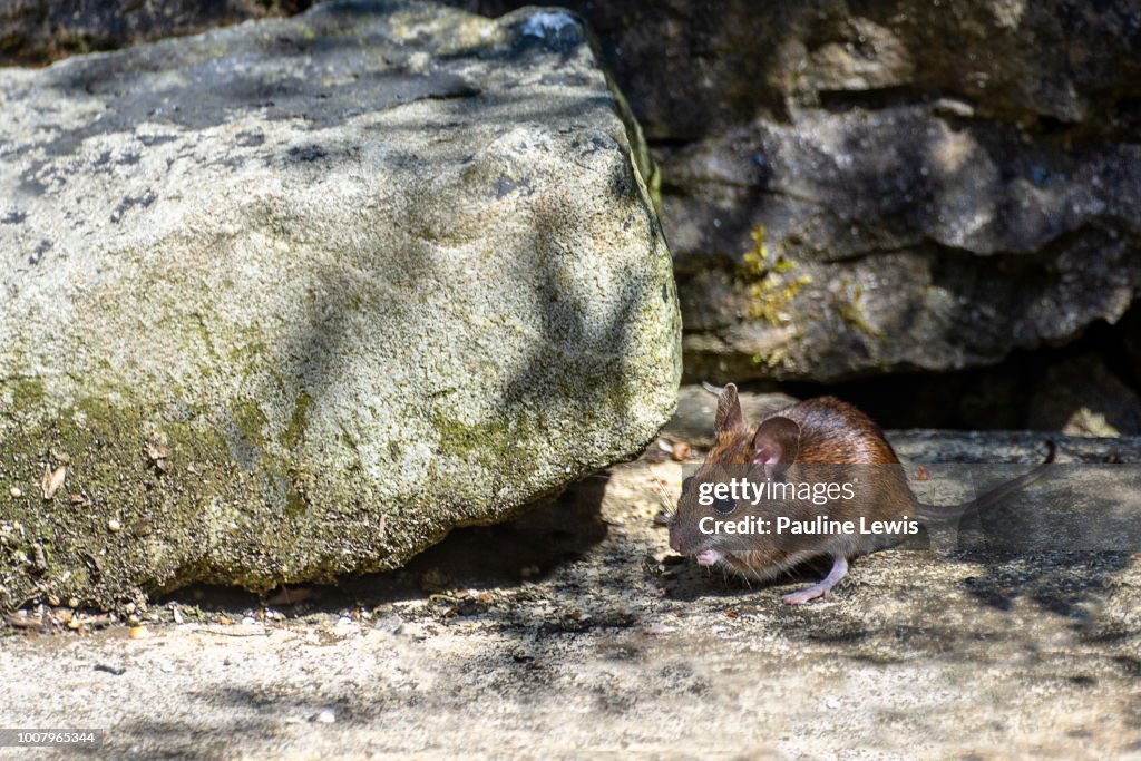 A Wood mouse