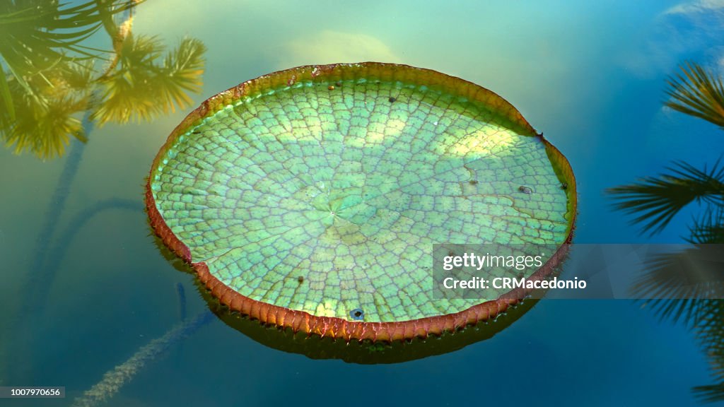 Victoria amazonica
, Victoria Régia.