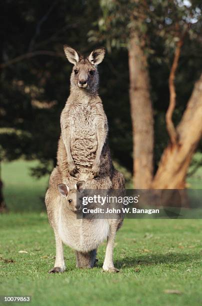 kangaroo and joey  in victoria, australia - joey kangaroo photos et images de collection