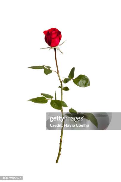 full front view of a red rose - caule de planta imagens e fotografias de stock