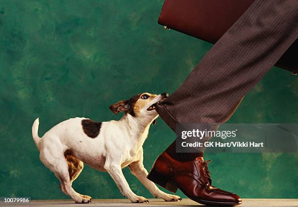 dog 'nipping at your heels' - biting ストックフォトと画像