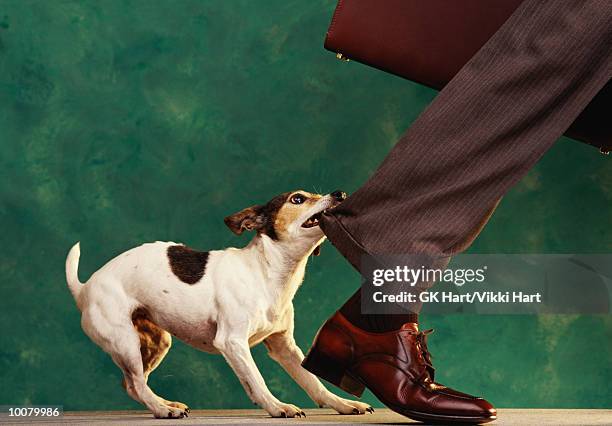 dog 'nipping at your heels' - aggressive stock pictures, royalty-free photos & images