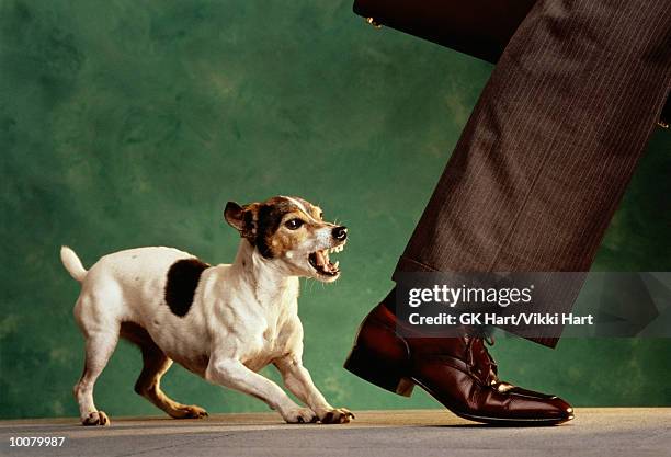 dog 'nipping at your heels' - jack russell terrier stock-fotos und bilder