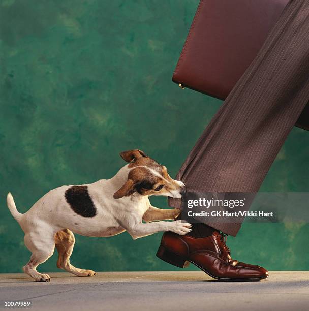 dog'nipping at your heels' - biting ストックフォトと画像