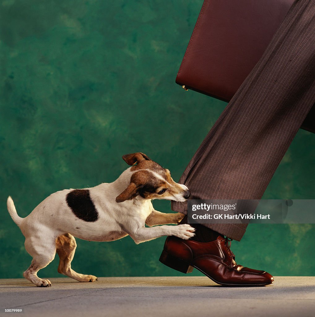 DOG'NIPPING AT YOUR HEELS'