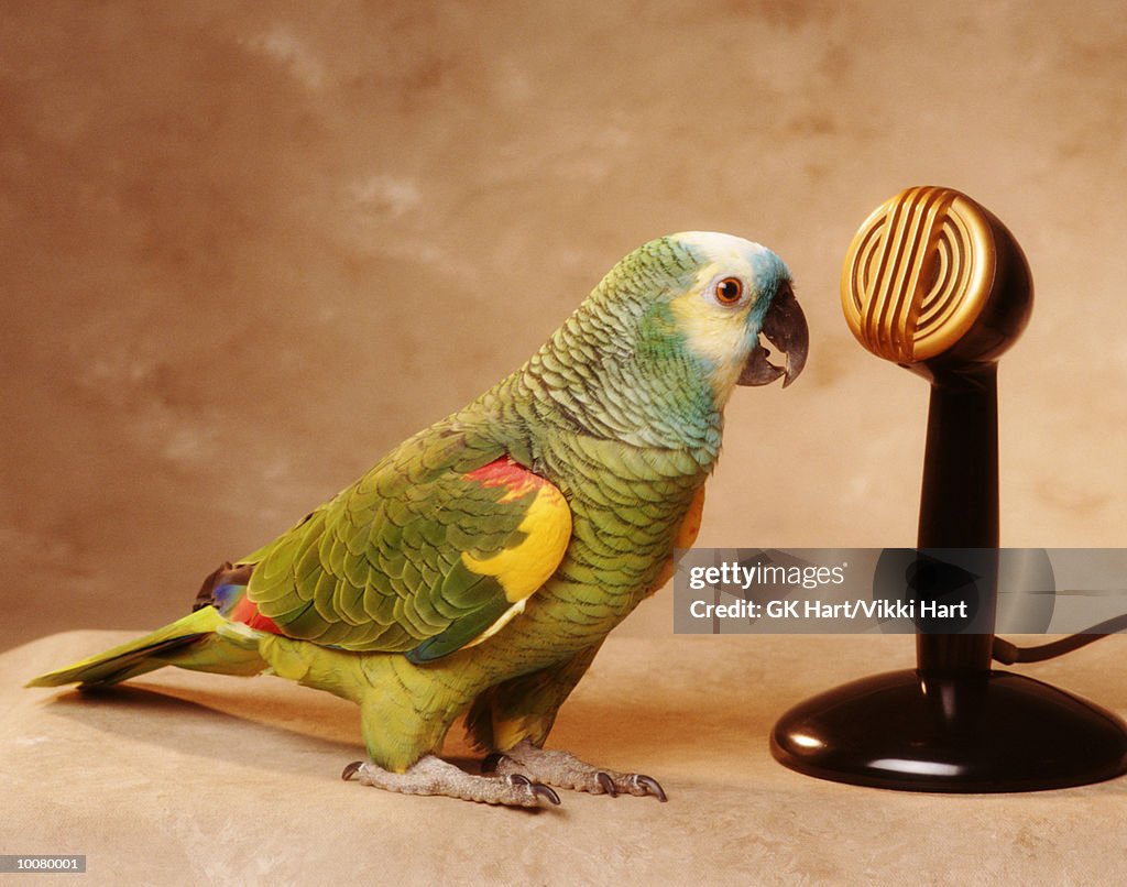 PARROT AT MICROPHONE