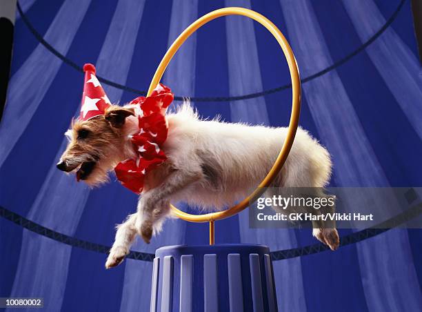 dog thru hoop - show jumping stock pictures, royalty-free photos & images