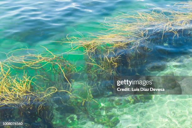 seaweed in sea at low tide - harmoni bildbanksfoton och bilder