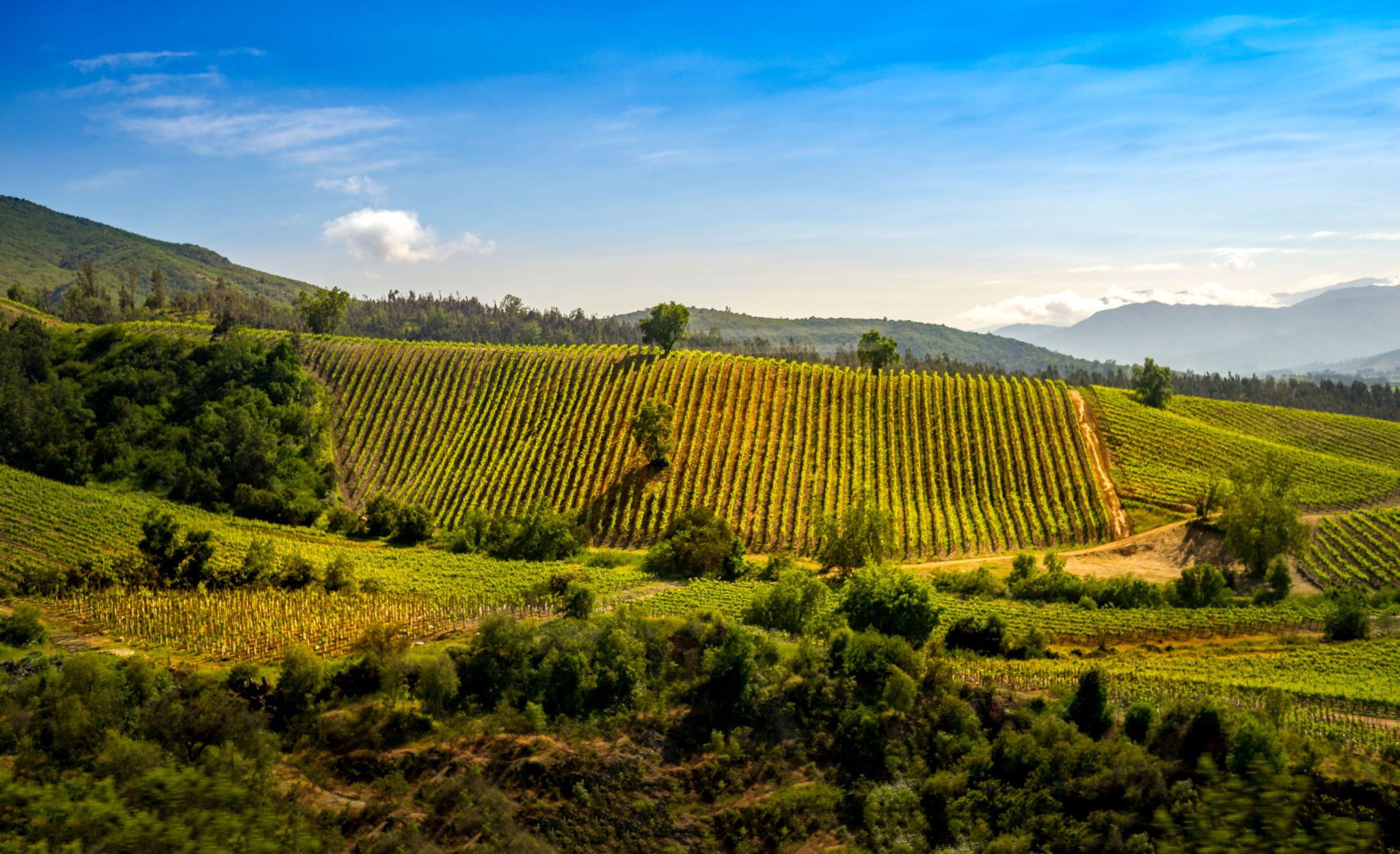 chile vineyards