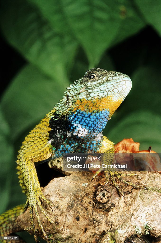 GREEN SPINY LIZARD, CENTRAL AMERICA