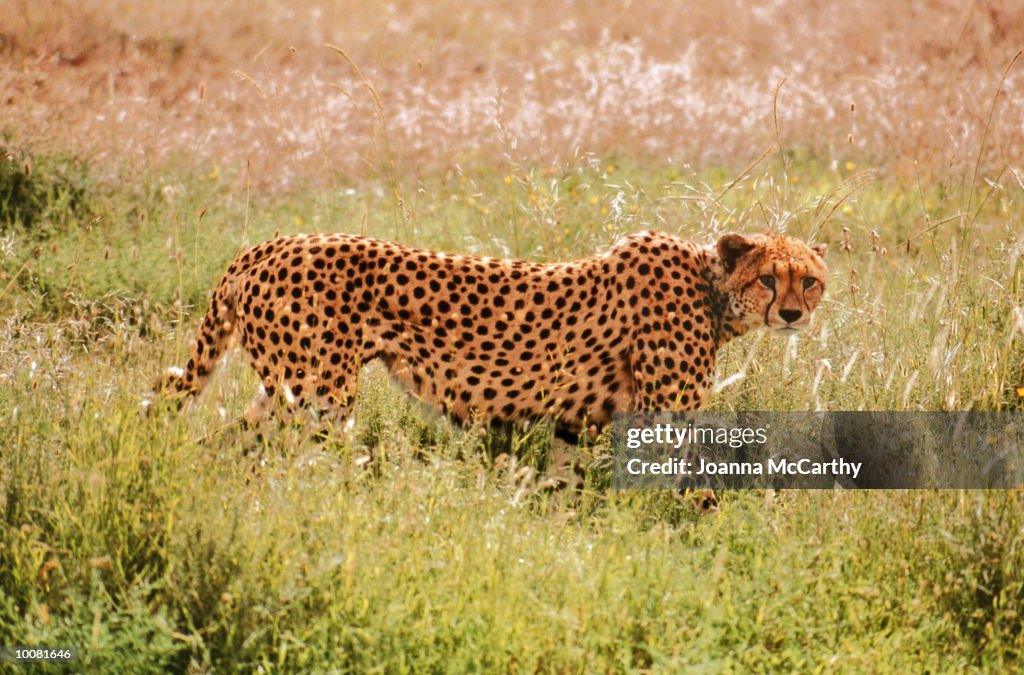 CHEETAH