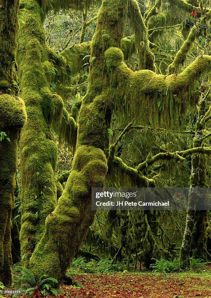 HOH RAIN FOREST IN WASHINGTON