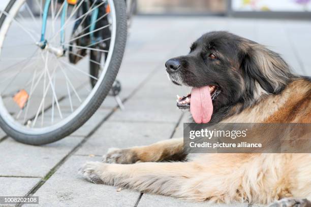Leonberger Pants Leonberger Pants