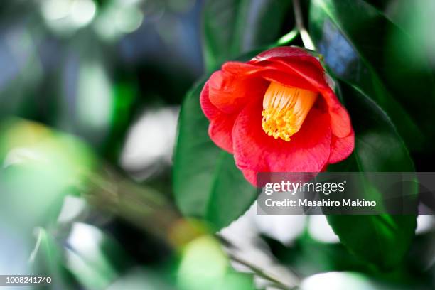 red camellia flower - camellia japonica stock pictures, royalty-free photos & images