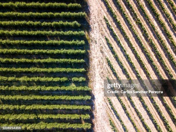 agricultural fields - crop rows stock pictures, royalty-free photos & images