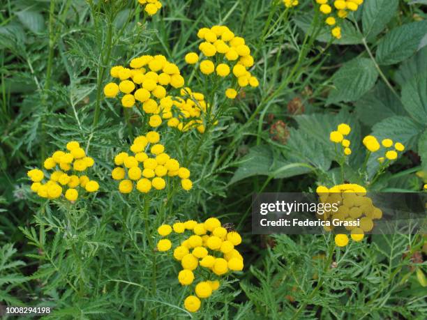 yellow flowers of tanacetum vulgare or tansy - tansy stock pictures, royalty-free photos & images