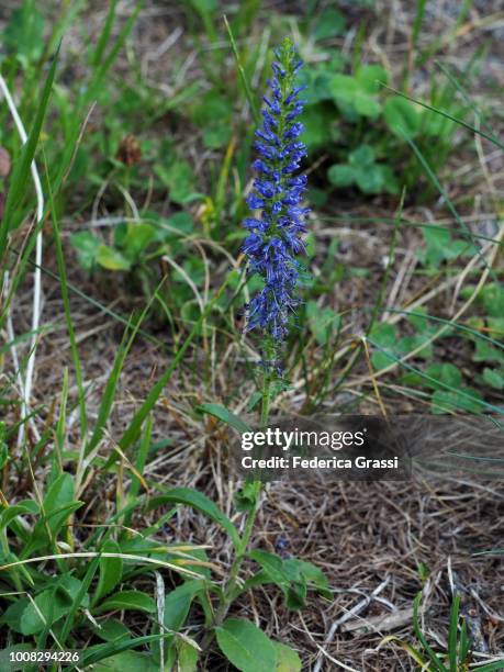 Vic Speedwell 55 Mountain Speedwell Stock Photos, High-Res Pictures, and Images ...