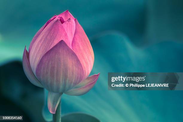 lotus water lily flower close-up - 花　成長 ストックフォトと画像