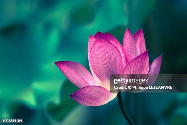 lotus water lily flower close-up - lotusblume stock-fotos und bilder