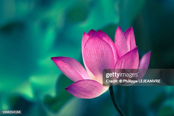 lotus water lily flower close-up - lotus flowers stock-fotos und bilder