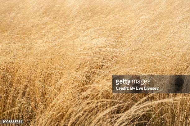 wheat background - rye grain fotografías e imágenes de stock